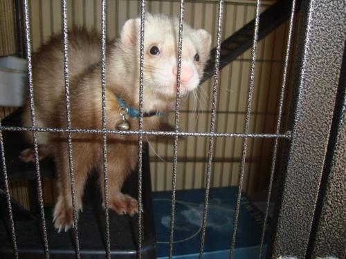 ferret 2